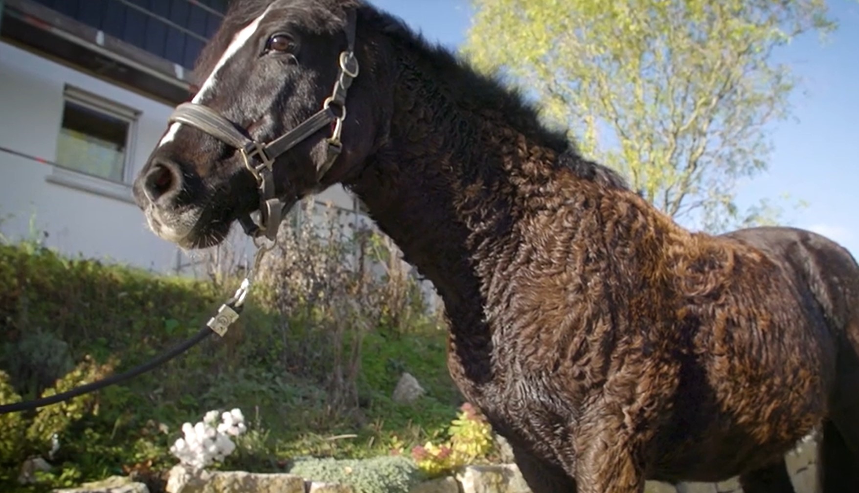 Was Ist Cushing Bei Pferden magazine.clipmyhorse.tv